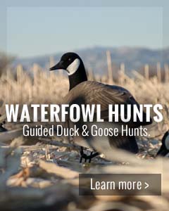 Guided waterfowl duck geese goose hunts lease outfitter